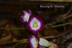 Christisonia tubulosa